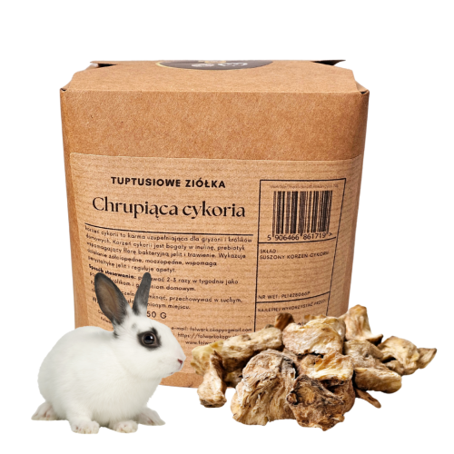 Suszony korzeń cykorii