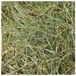 siano majowe(19).png