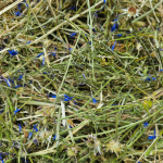 chaber siano dla królika