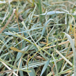 siano sierpniowe.png