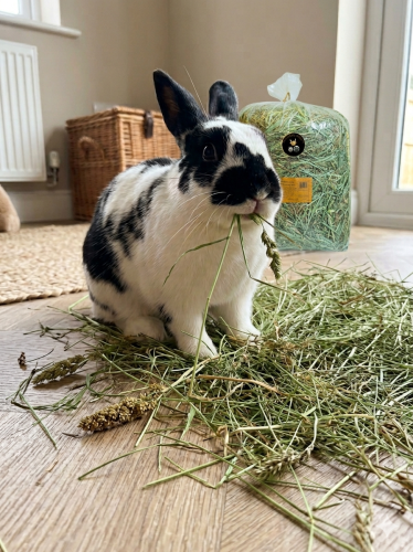 siano majowe(36).png