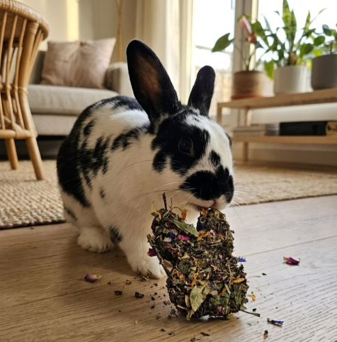 ciasteczko naturalne dla królika