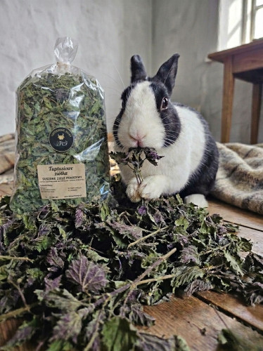 Projekt bez nazwy(78).png