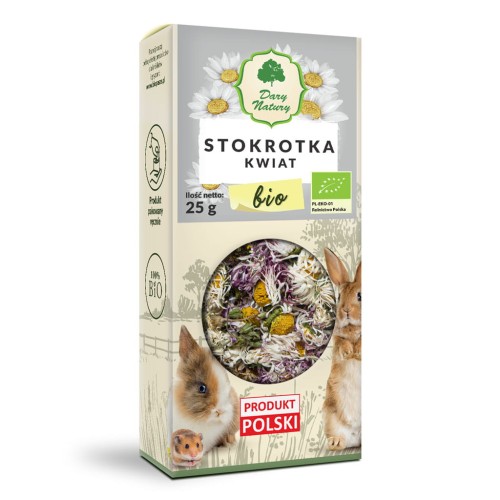 stokrotka dla królika