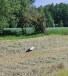 siano naturalne dla królika
