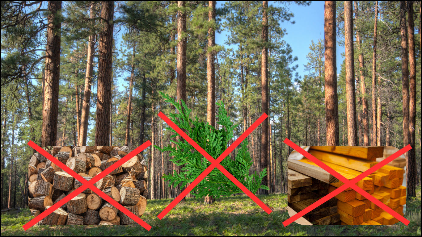 drzewa których nie wolno podawać