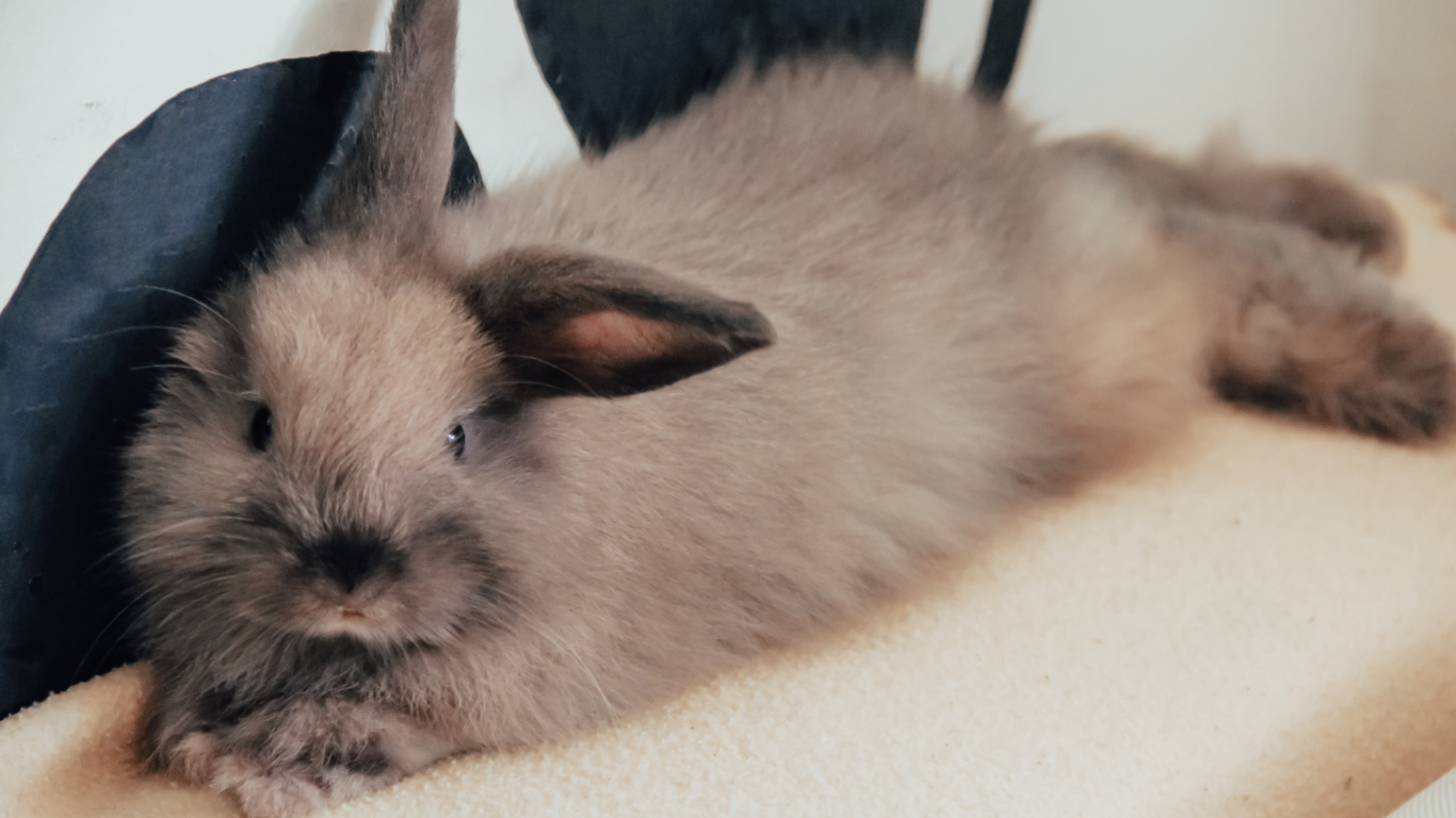 Zrelaksowany królik