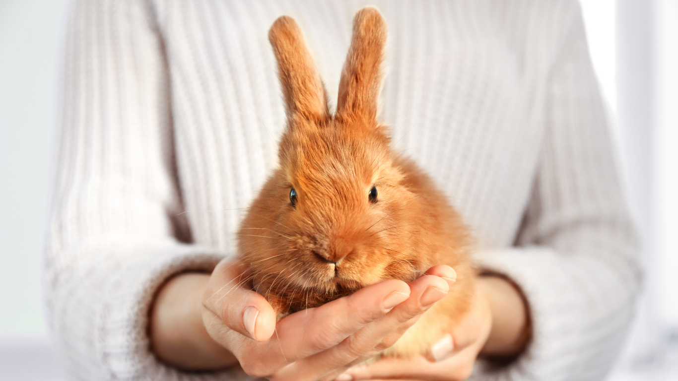 Szczęśliwy królik