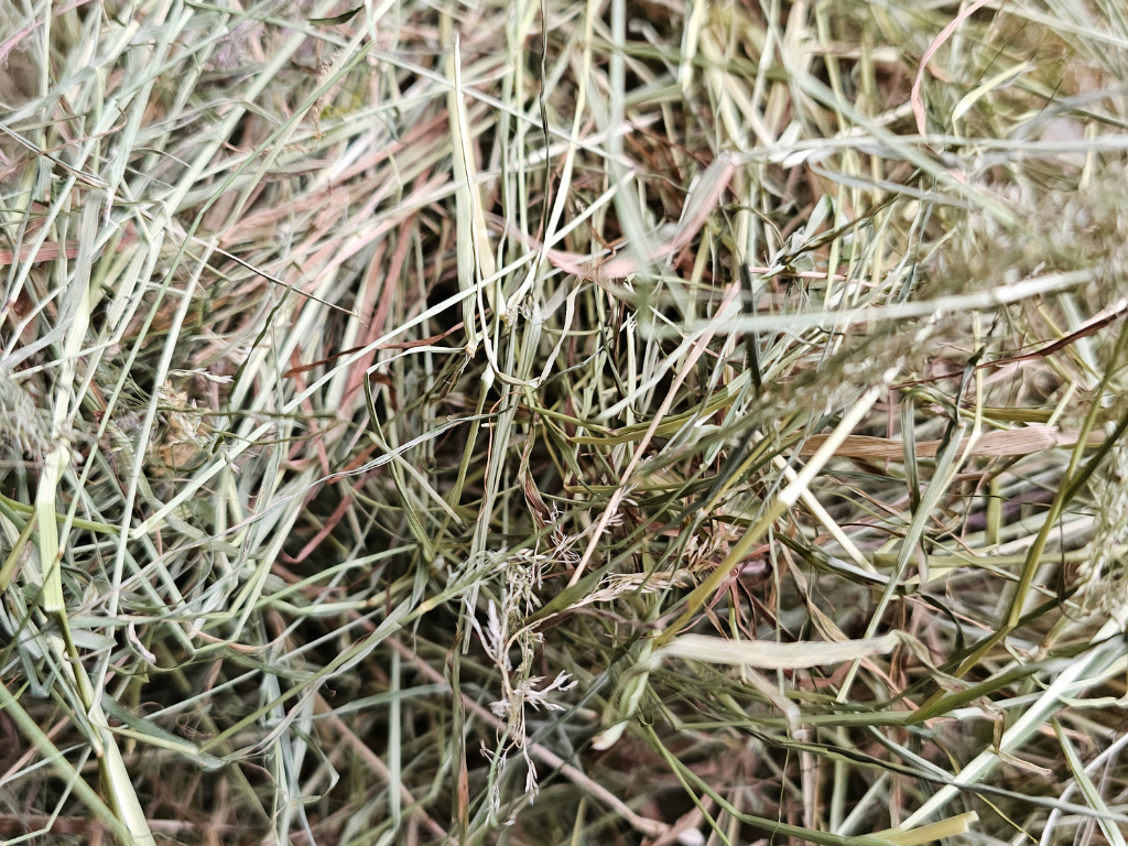 Jakie wybrać siano dla królików?