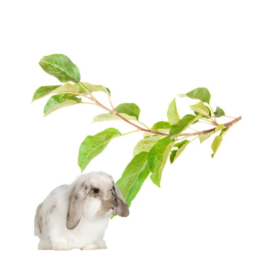Czy królik może jeść liść jabłoni?