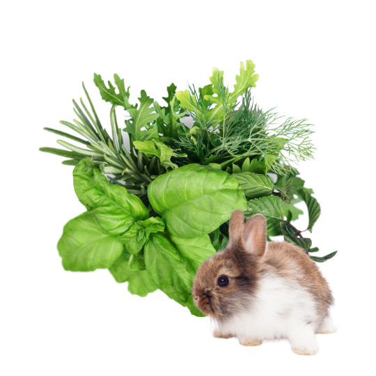 Jakie zioła może jeść królik?