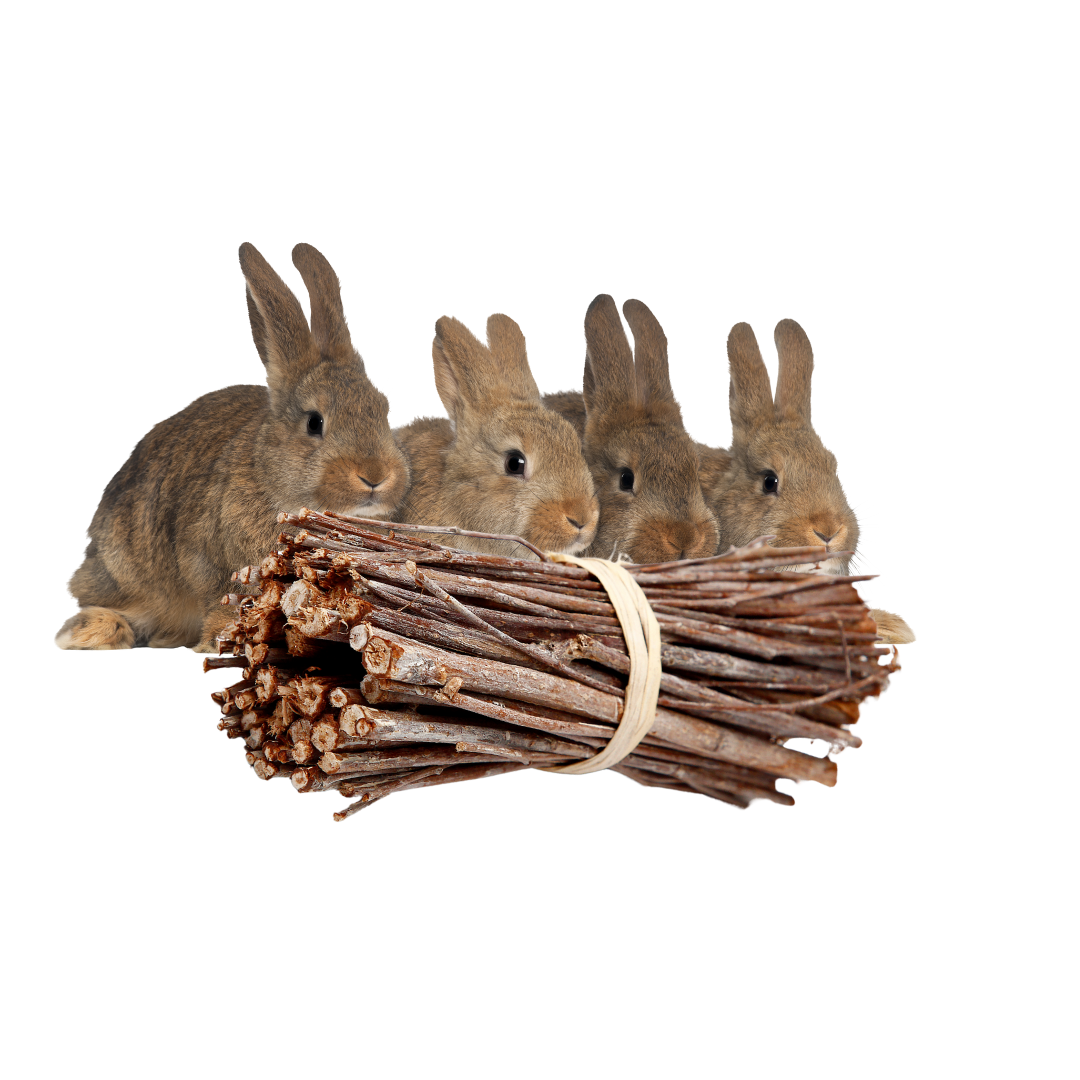 Dlaczego gałązki jabłoni to idealny gryzak dla królików i gryzoni?