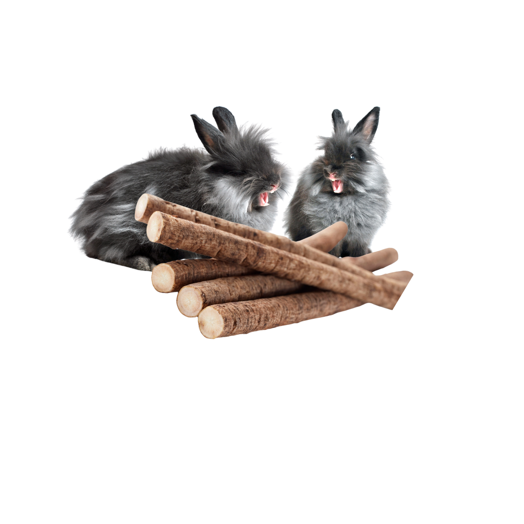 Dlaczego warto podawać królikom i gryzoniom gałązki brzozowe?