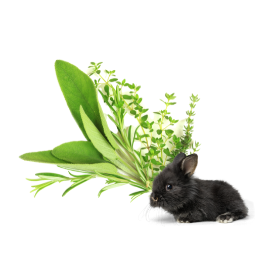 Jakie zioła wspomogą apetyt u królika?