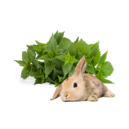 Jakie zioła na anemię u królika