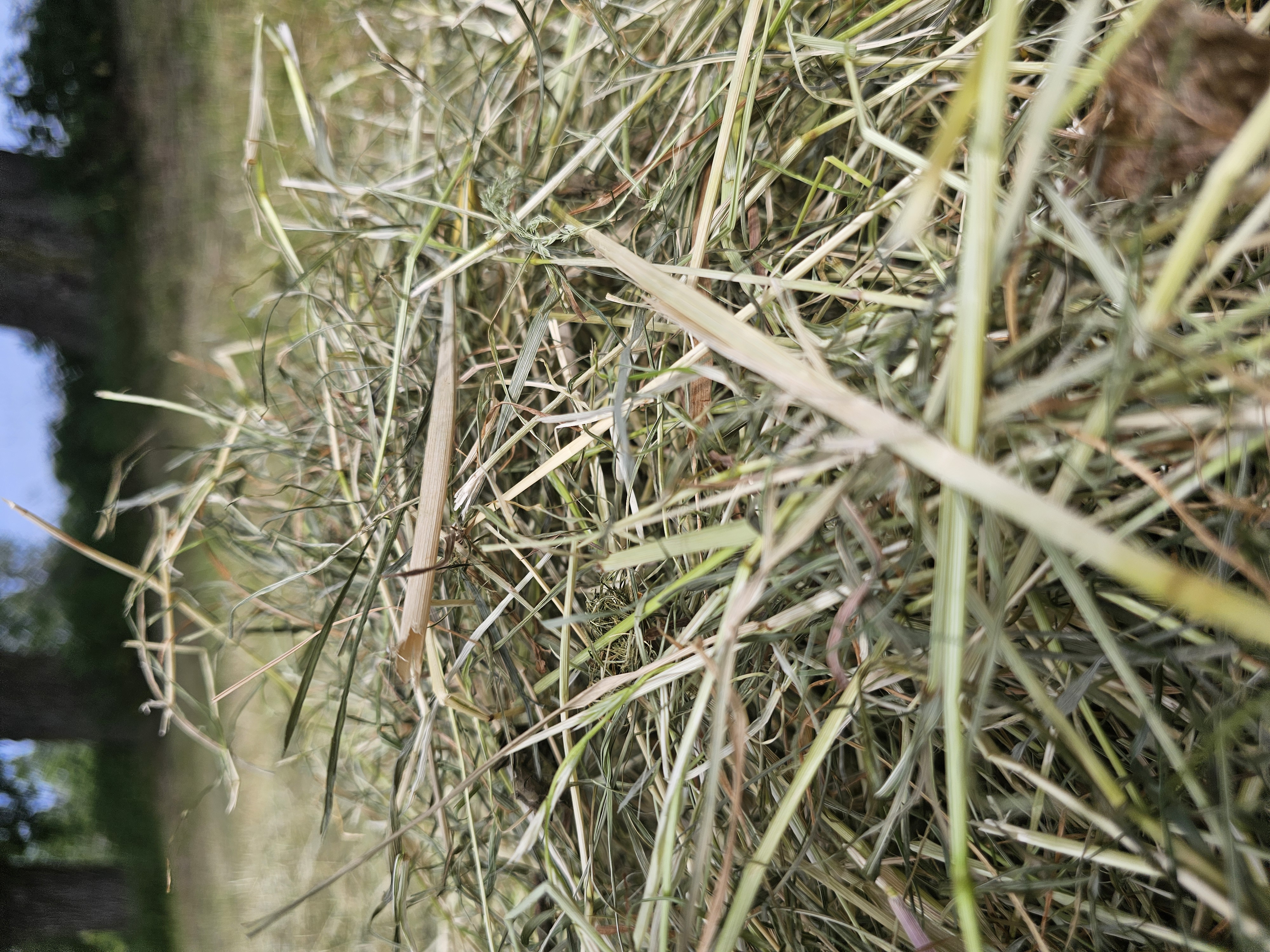 Wartości odżywcze siana majowego