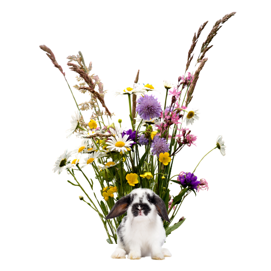 Jakie kwiaty może jeść królik?