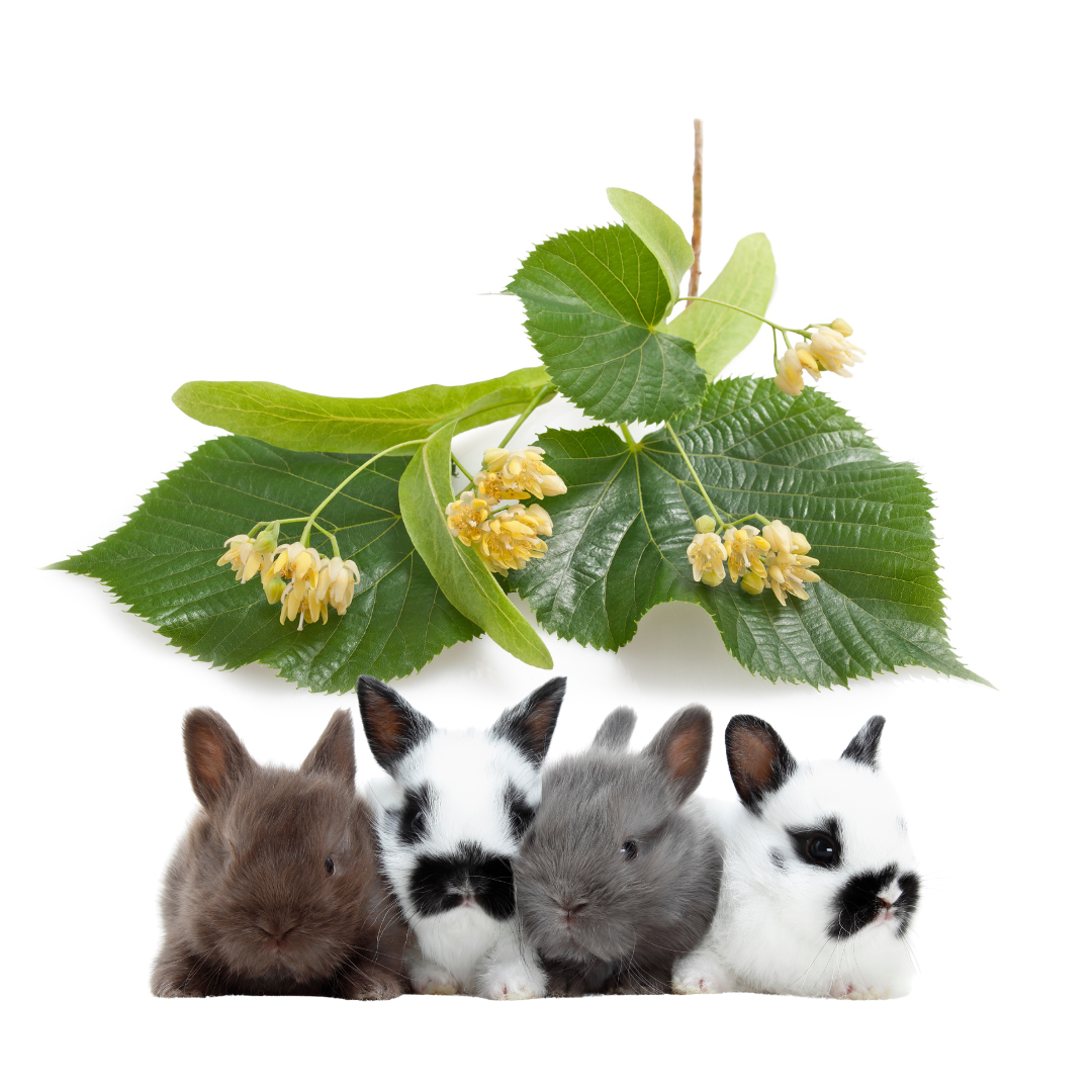 Lipa w diecie królika i gryzoni – naturalne ukojenie prosto z łąki