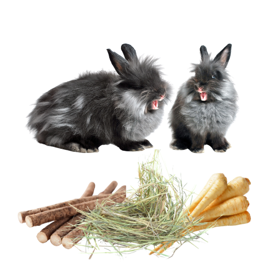 Naturalna pielęgnacja zębów królika domowego - co musisz wiedzieć?