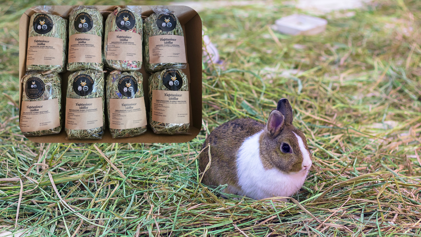 Ziołowe sianko – naturalna apteczka w klatce Twojego pupila