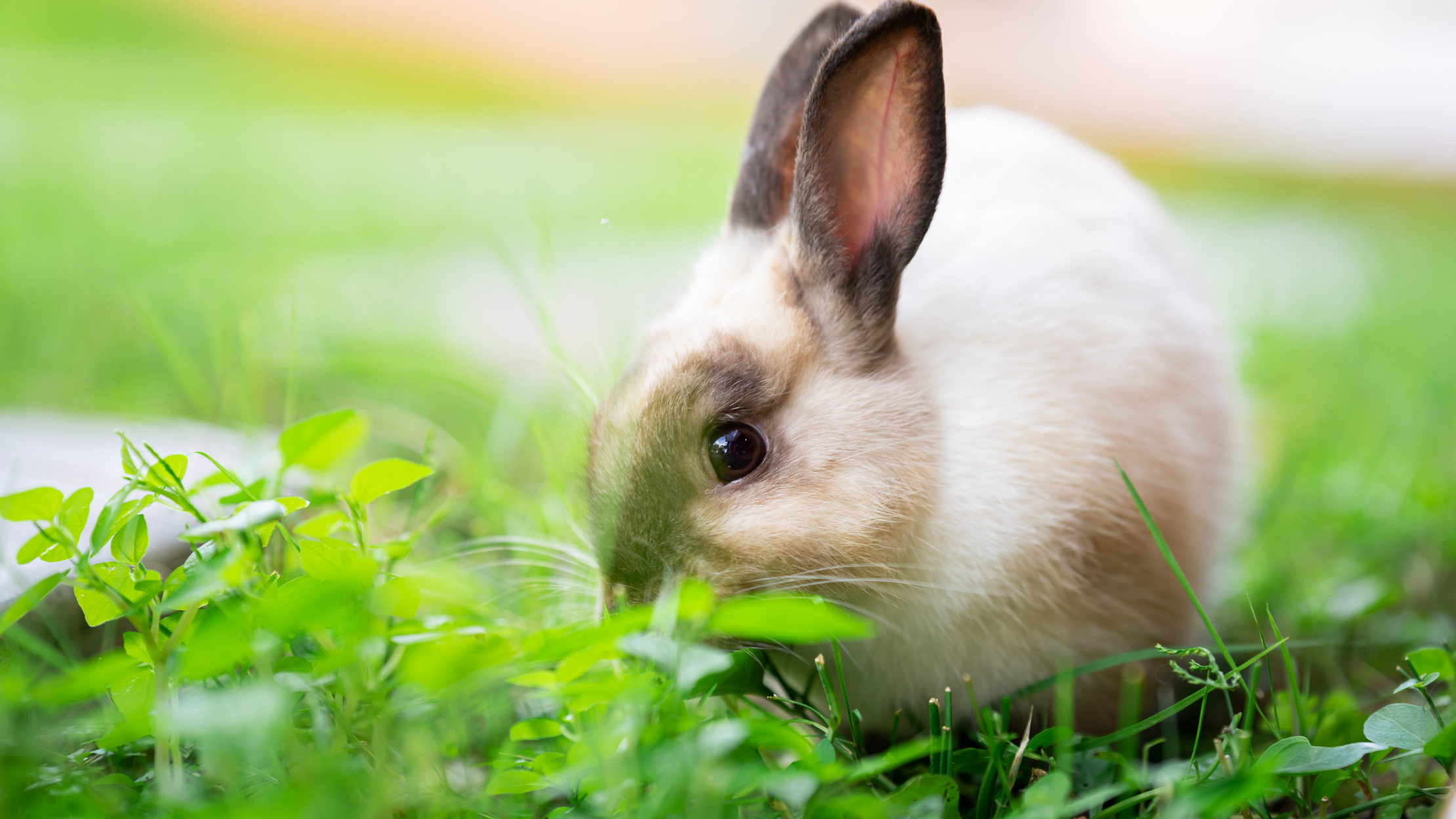 30 zdrowych ziół dla królika, które możesz podawać codziennie