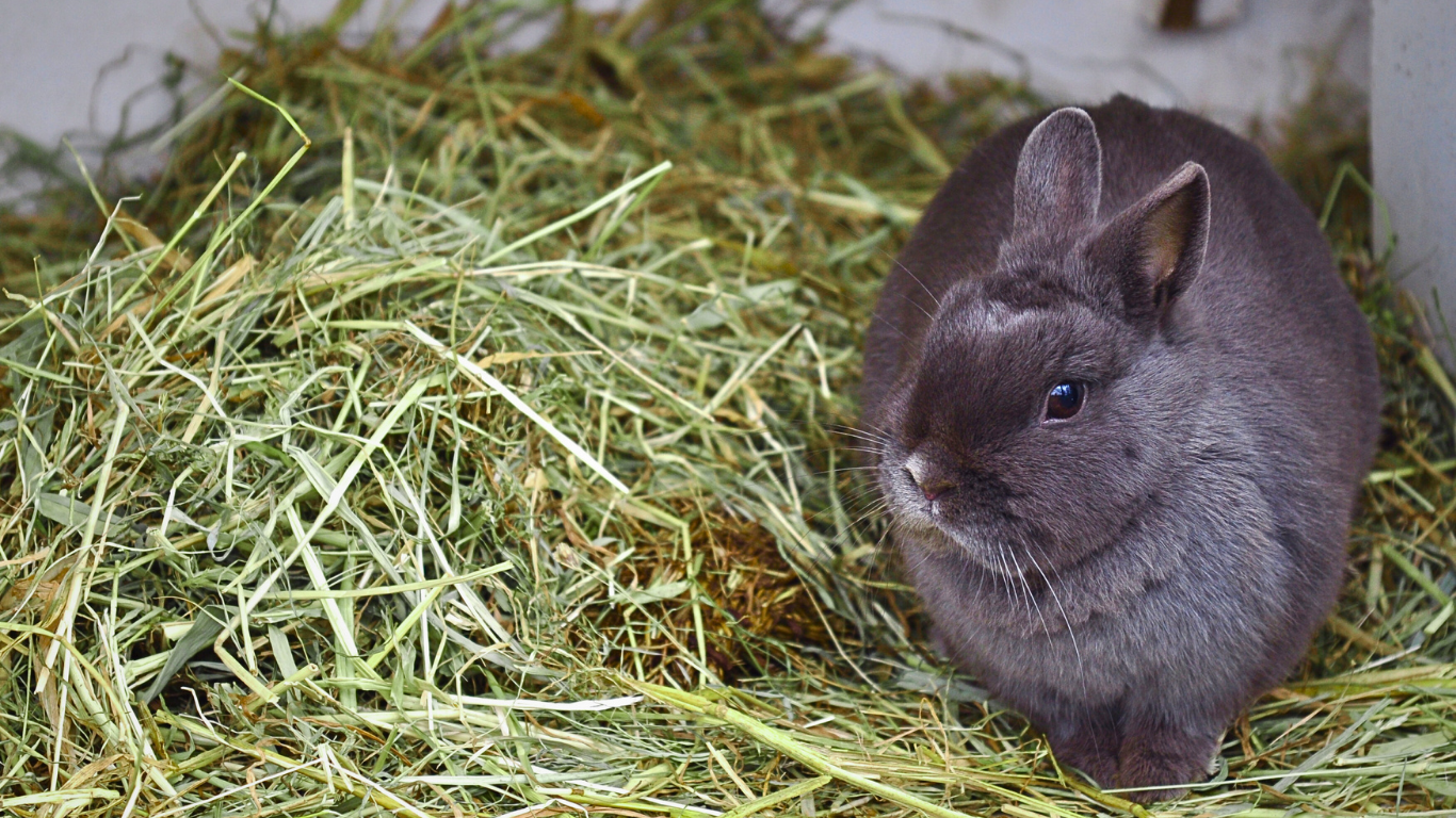 Jak rozpoznać dobre siano dla królika?