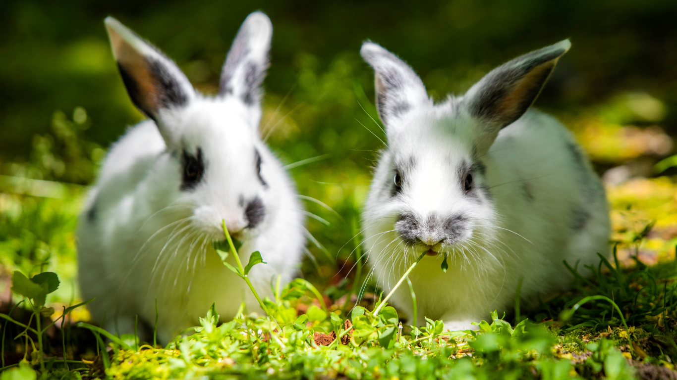 Naturalne wsparcie dla skóry królika – 6 ziół polecanych przez specjalistów