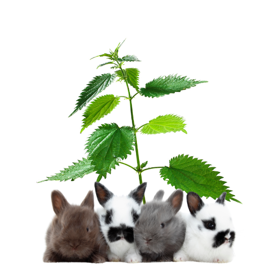 Czy królik może jeść pokrzywę?