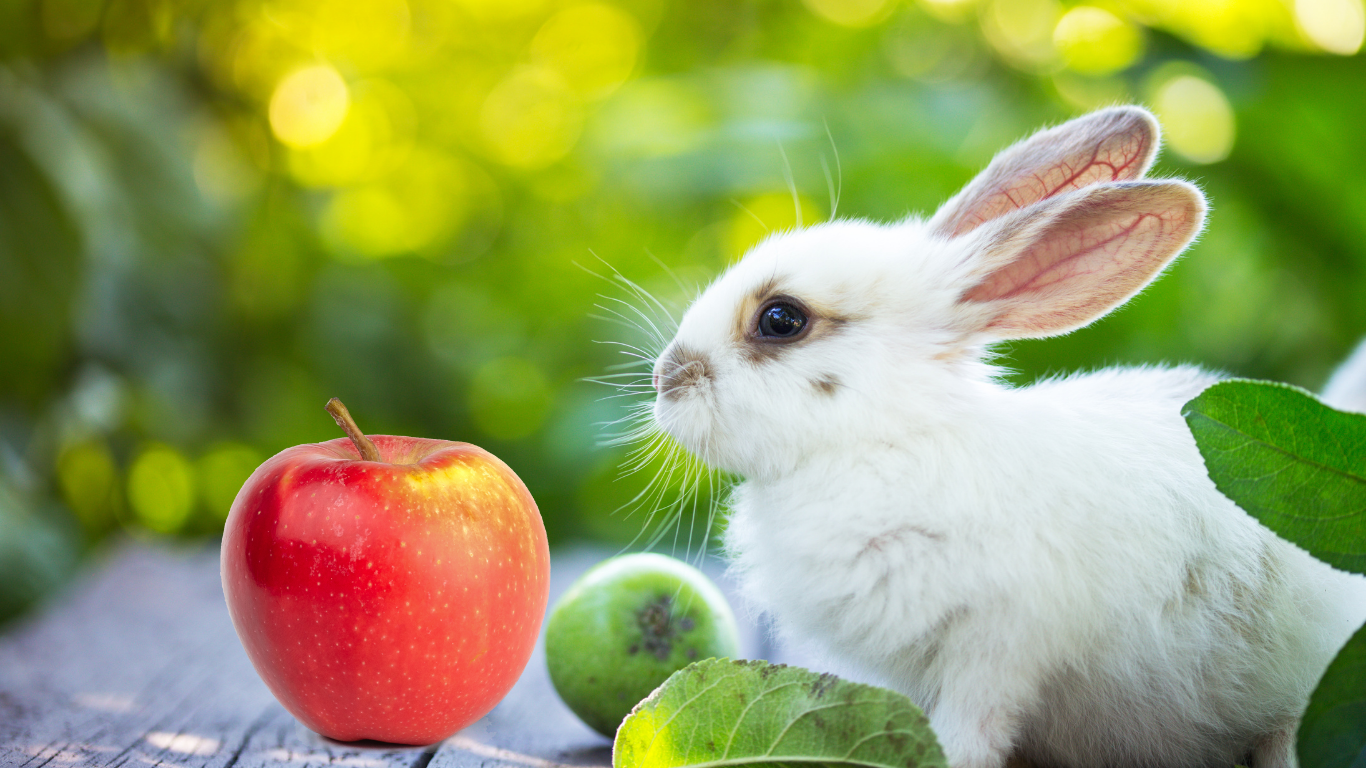 Czy królik może jeść owoc jabłoni?