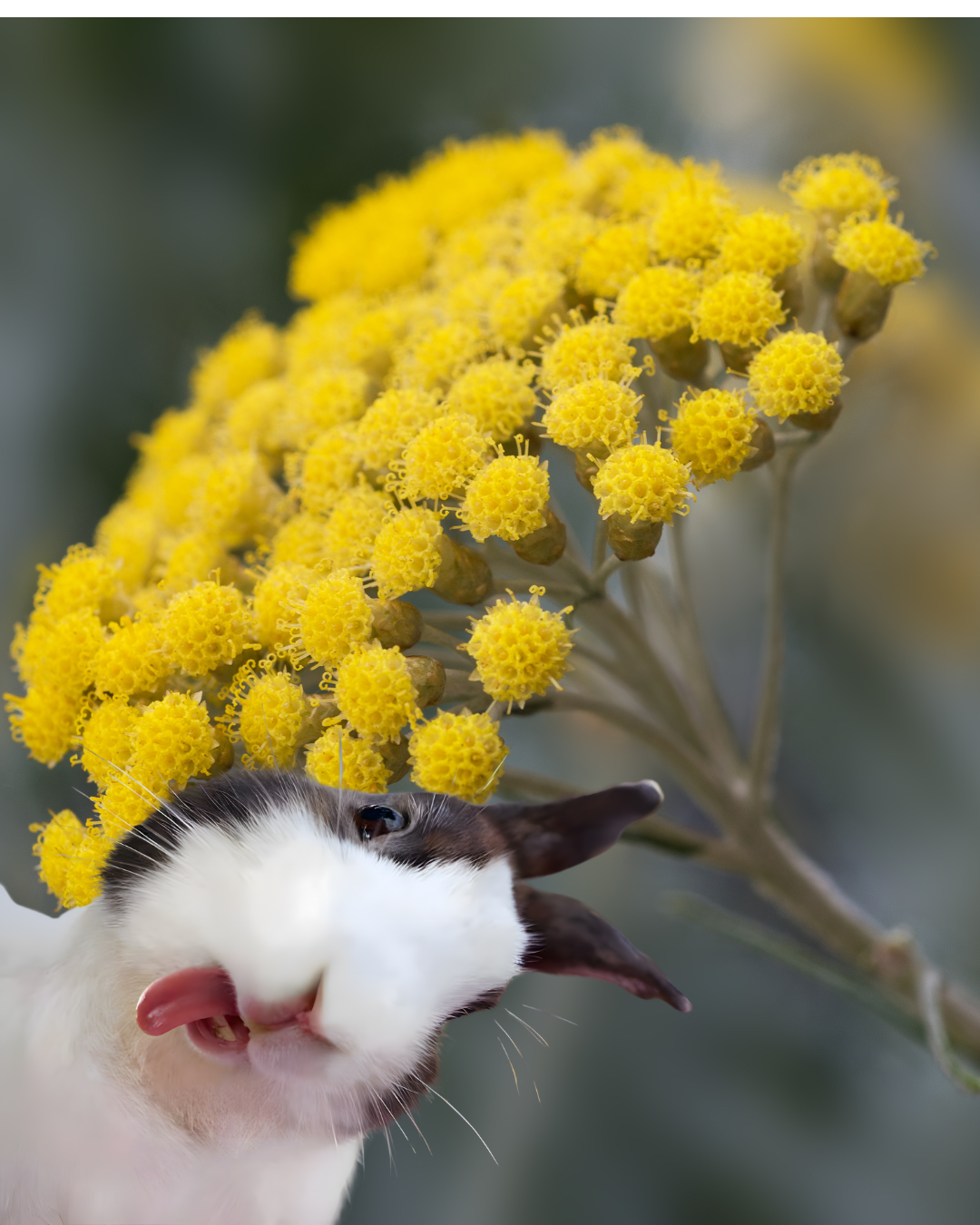 Kocanka piaskowa w diecie królika – czy to bezpieczne i kiedy warto ją podawać?