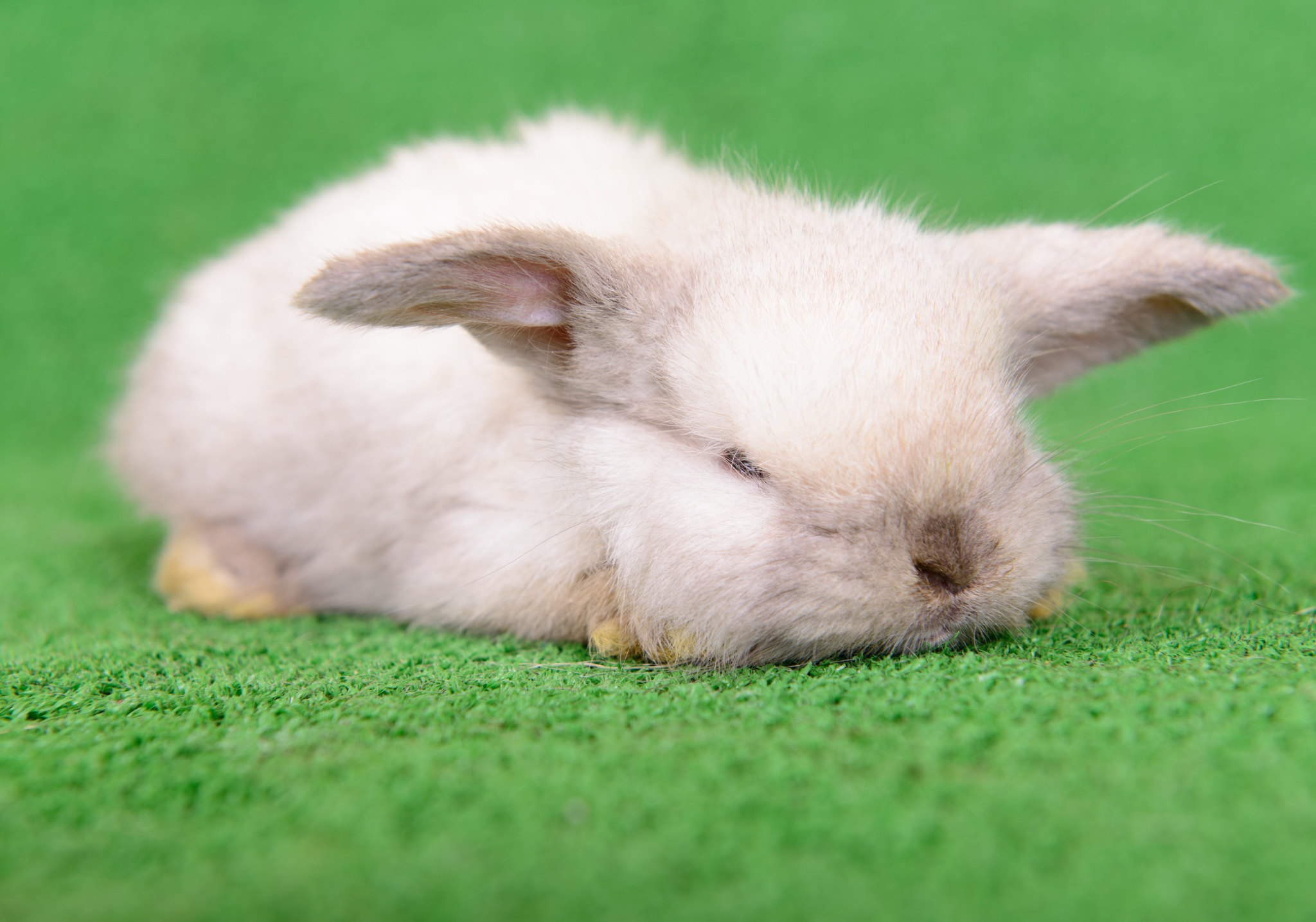 Czy króliki śpią w nocy?