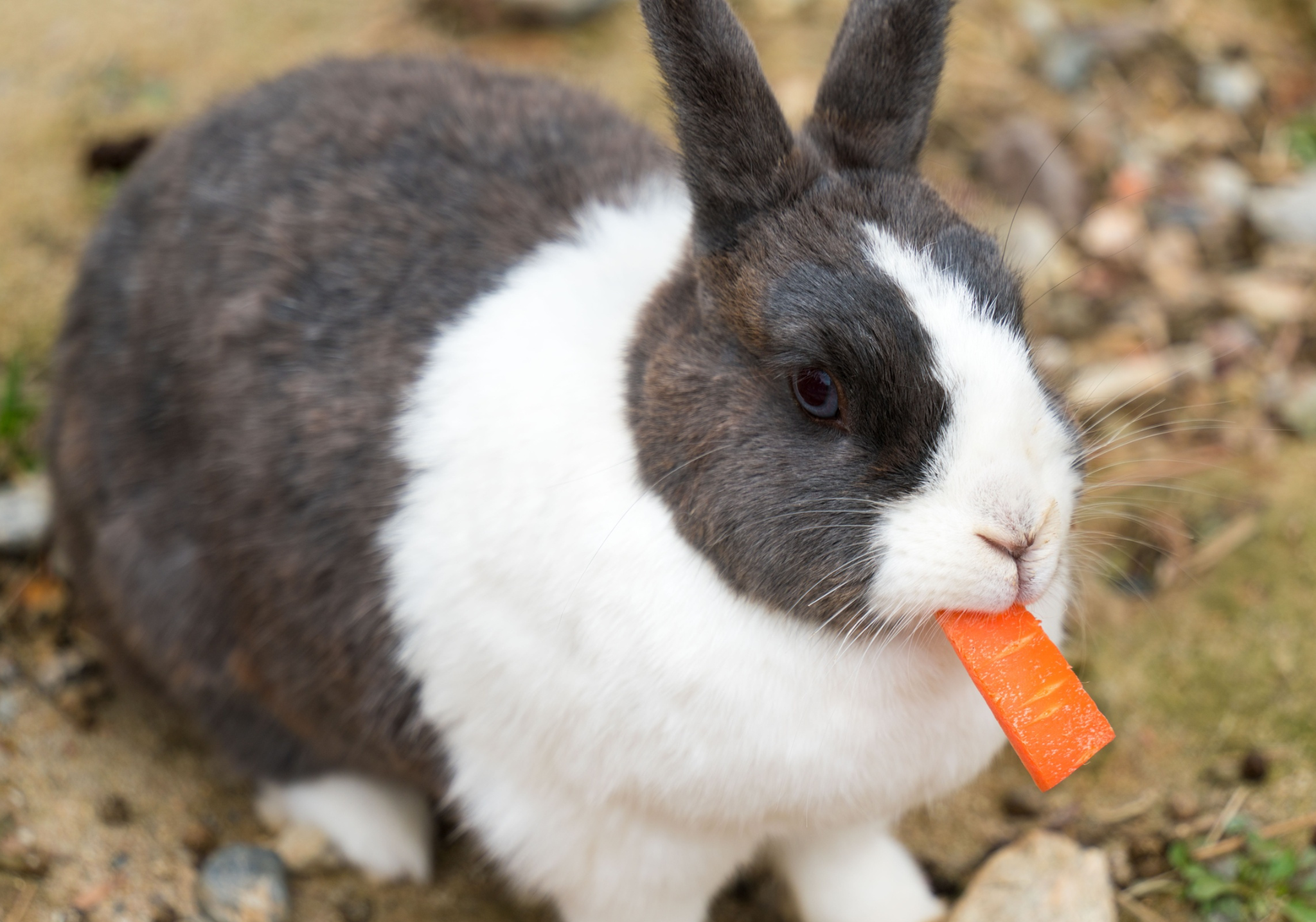 Jaki jest ulubiony przysmak królika?