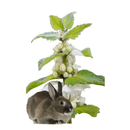 Czy króliki mogą jeść jasnotę białą?