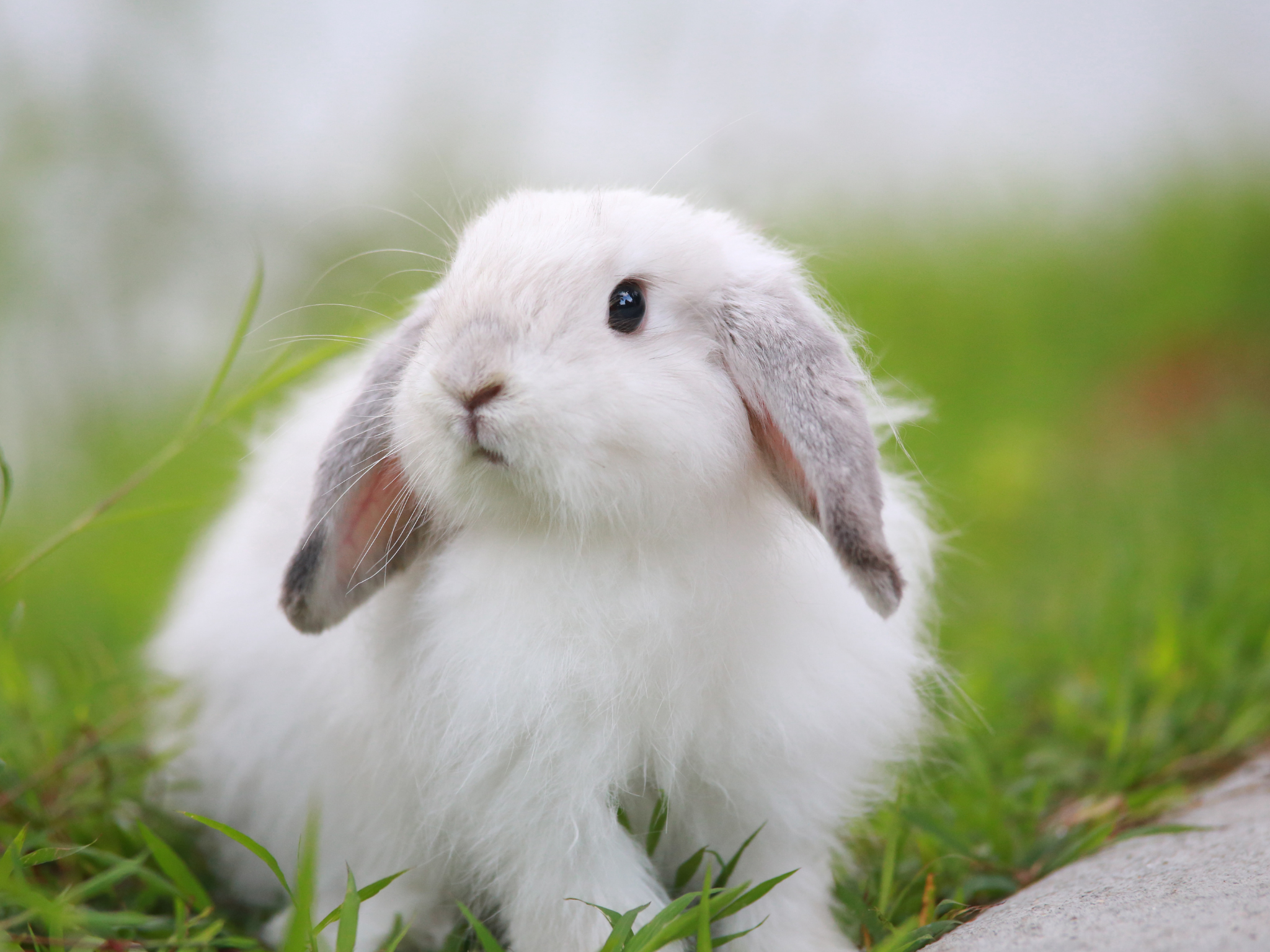 Rola roślin w naturalnej diecie królika