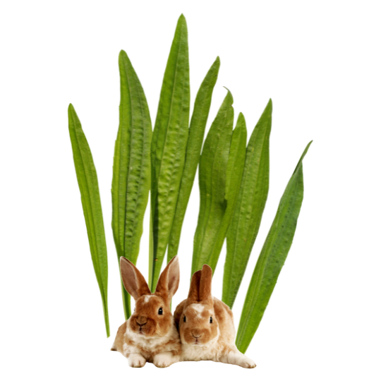 Babka lancetowata (Plantago lanceolata)