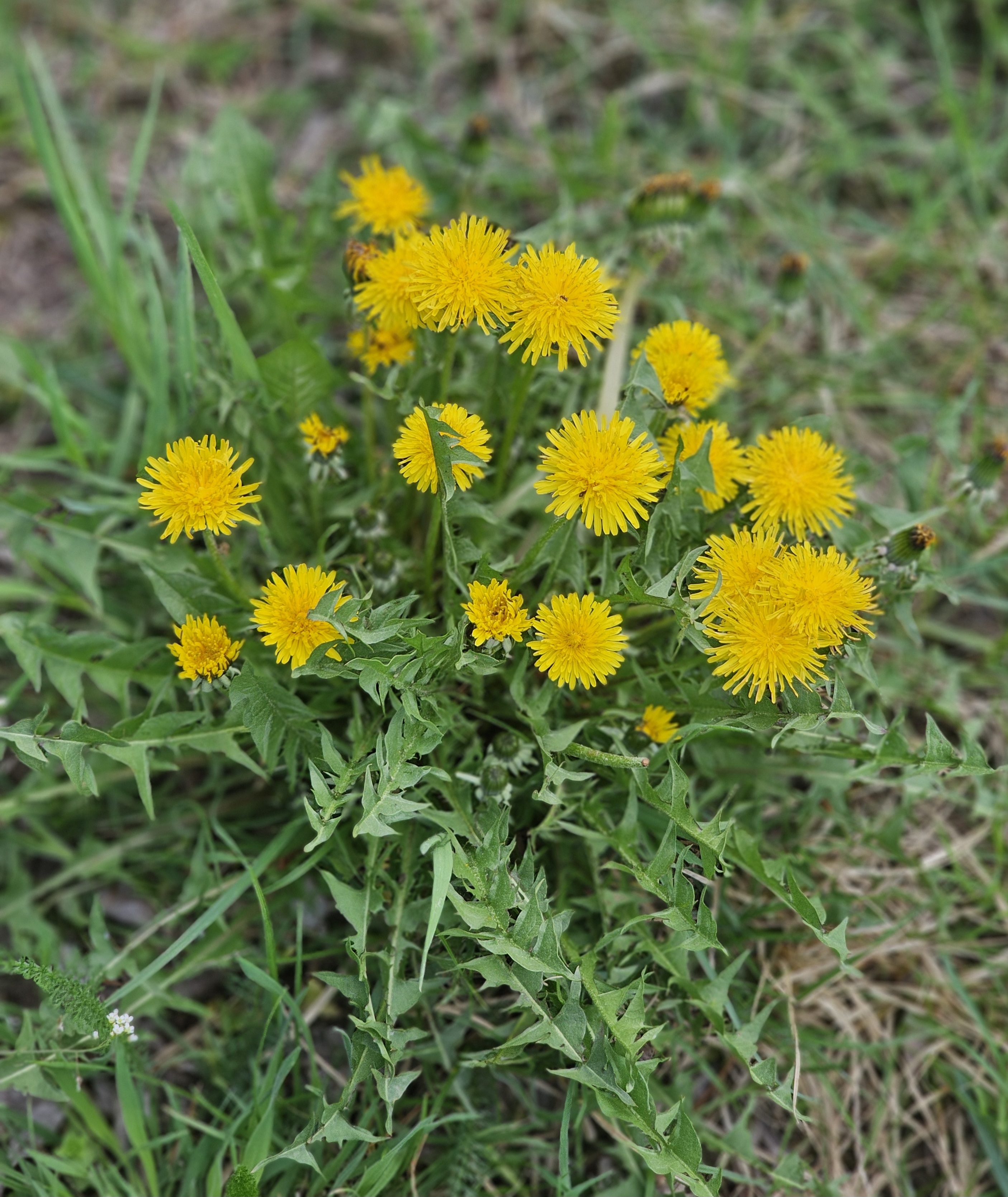 Mniszek lekarski (Taraxacum officinale)