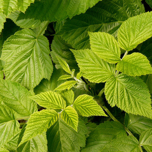 Liść malin (Rubus idaeus)