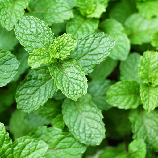 Mięta dla królika (Mentha spp.)