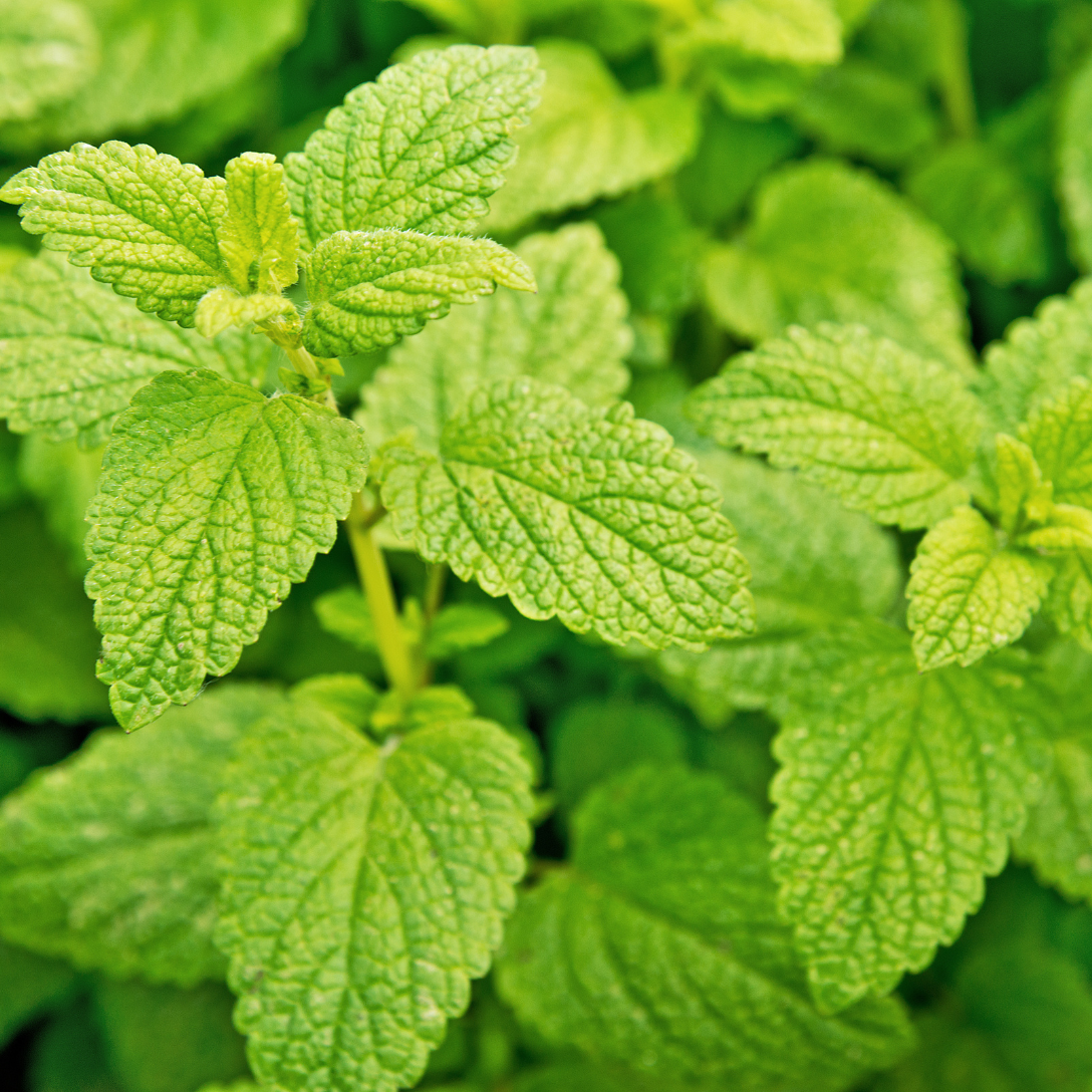 Melisa w diecie królika (Melissa officinalis)