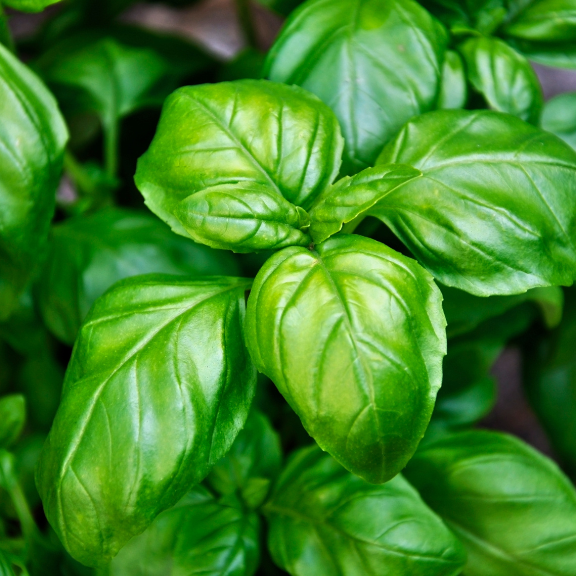 Bazylia dla królika (Ocium basilicum)