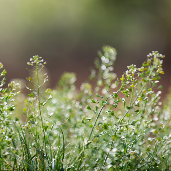 Tasznik pospolity dla królika (Capsella bursa-pastoris)
