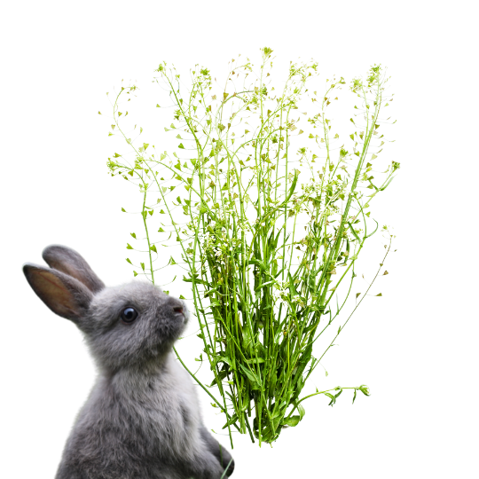 Czy króliki mogą jeść tasznik pospolity?