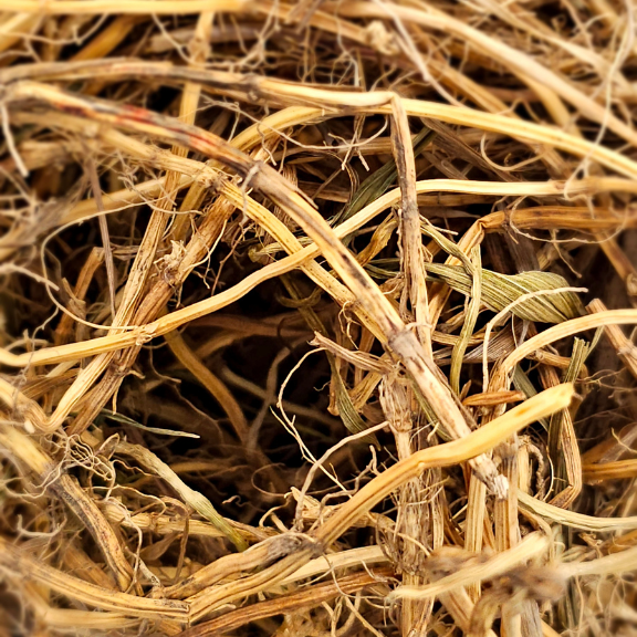 Perz właściwy dla królika (Elymus repens)