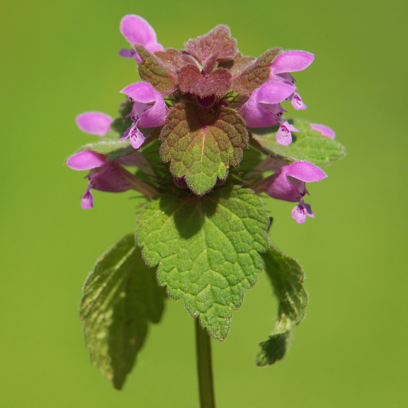Jasnota purpurowa dla królika (Lamium purpureum)