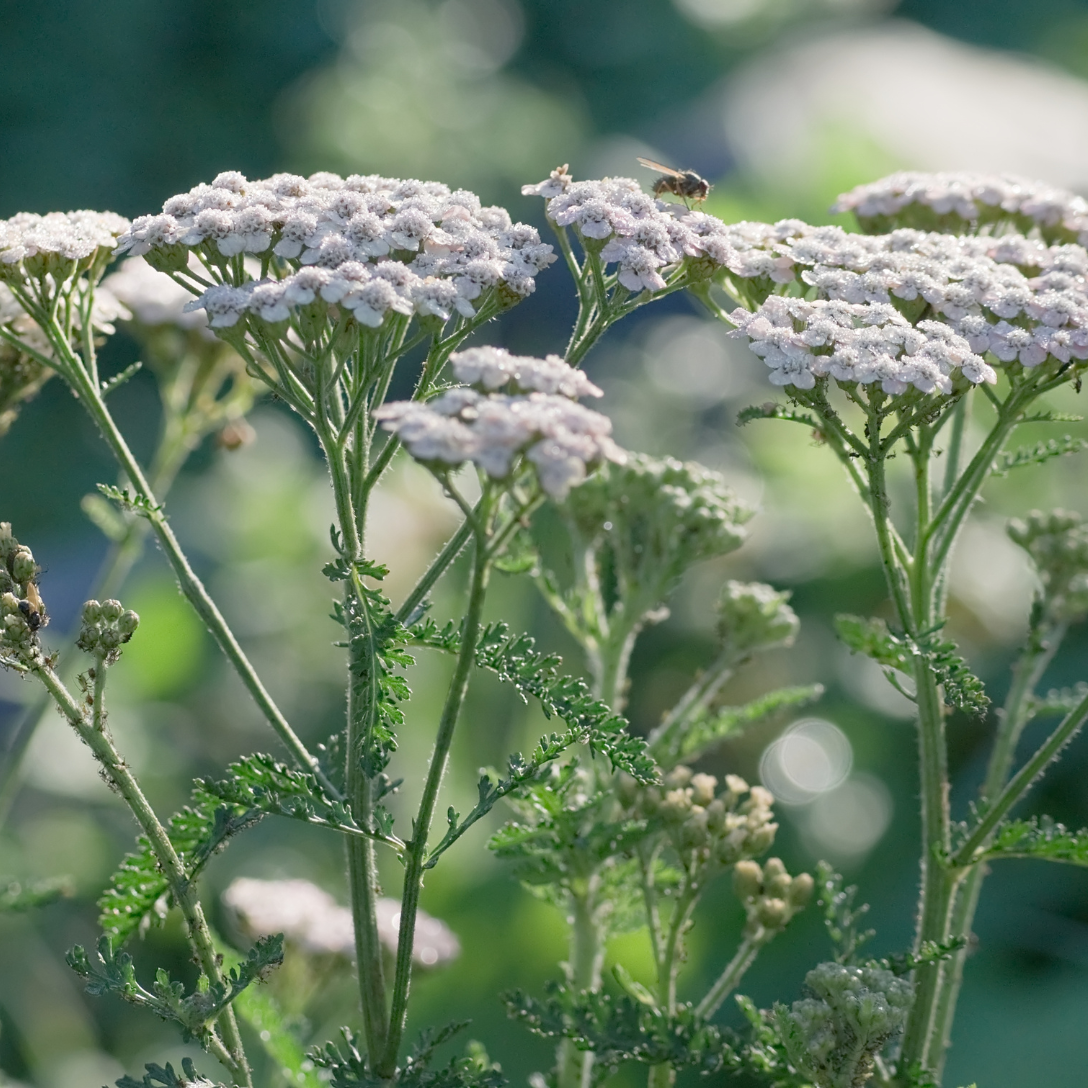 Krwawnik pospolity dla królika (Achillea millefolium)