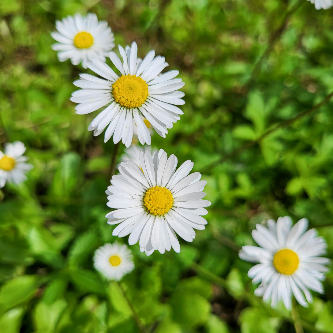 Stokrotka dla królika ( Bellis perennis)