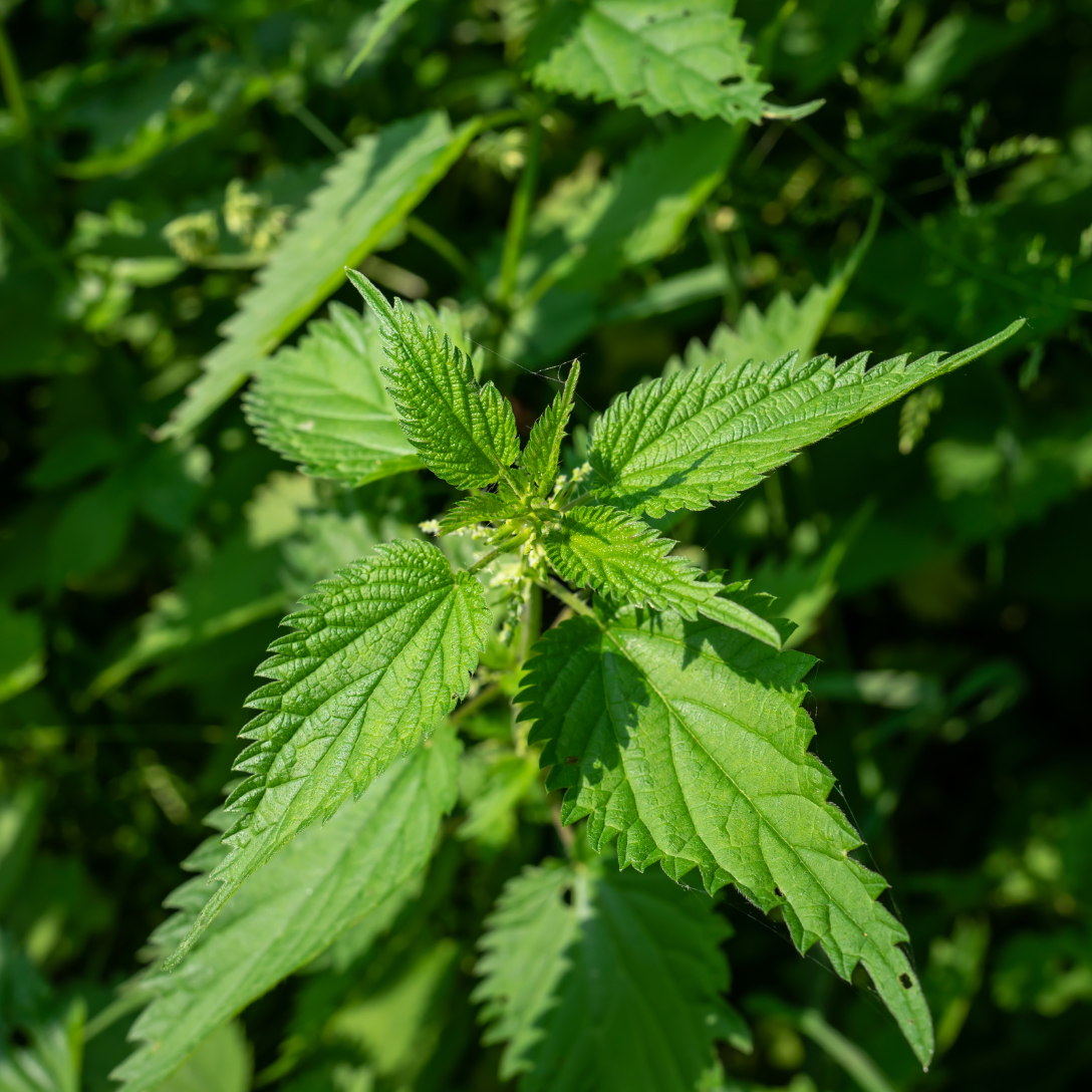 Pokrzywa dla królika (Urtica dioica)