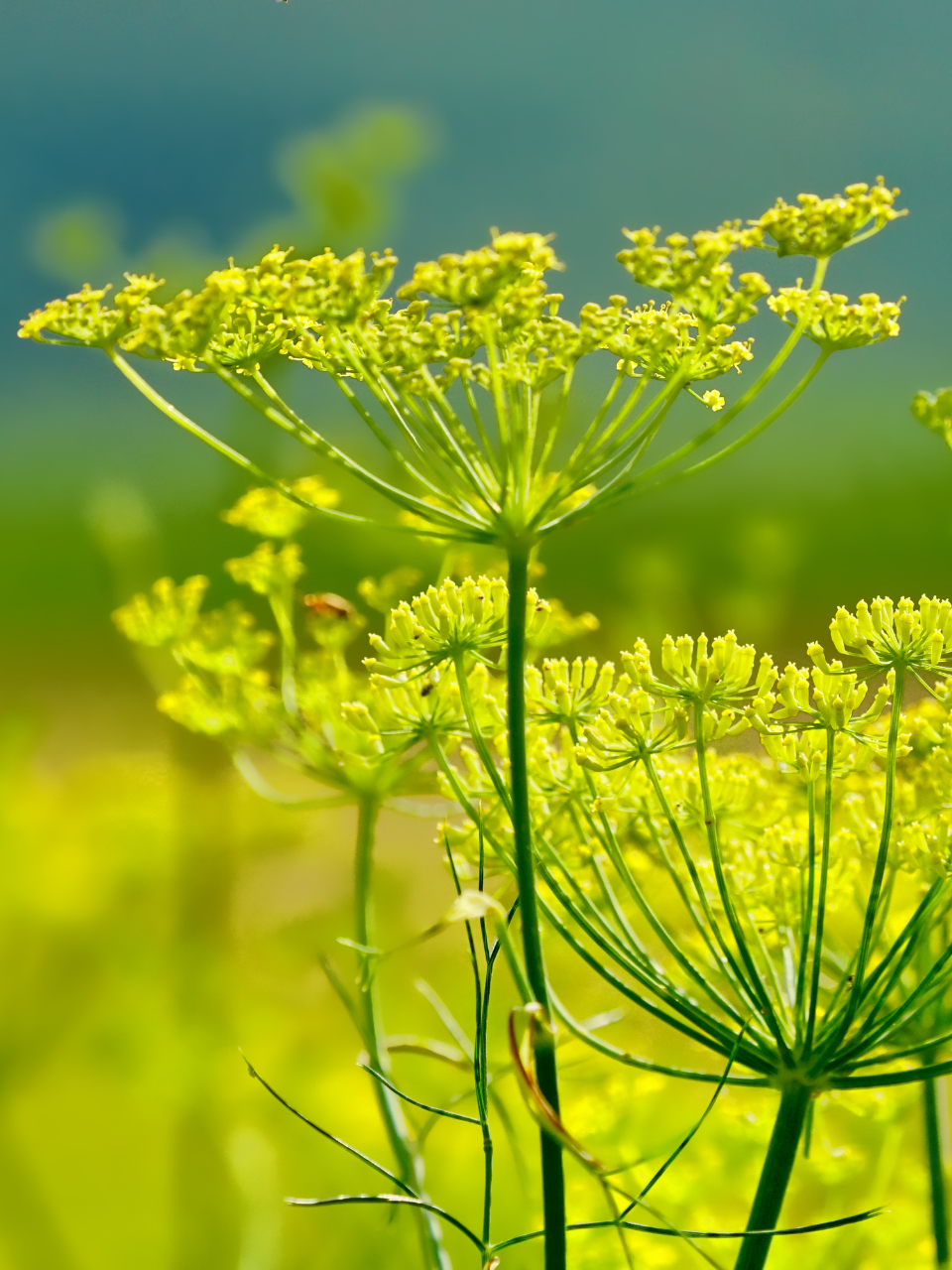 Koper dla królika (Anethum graveolens)