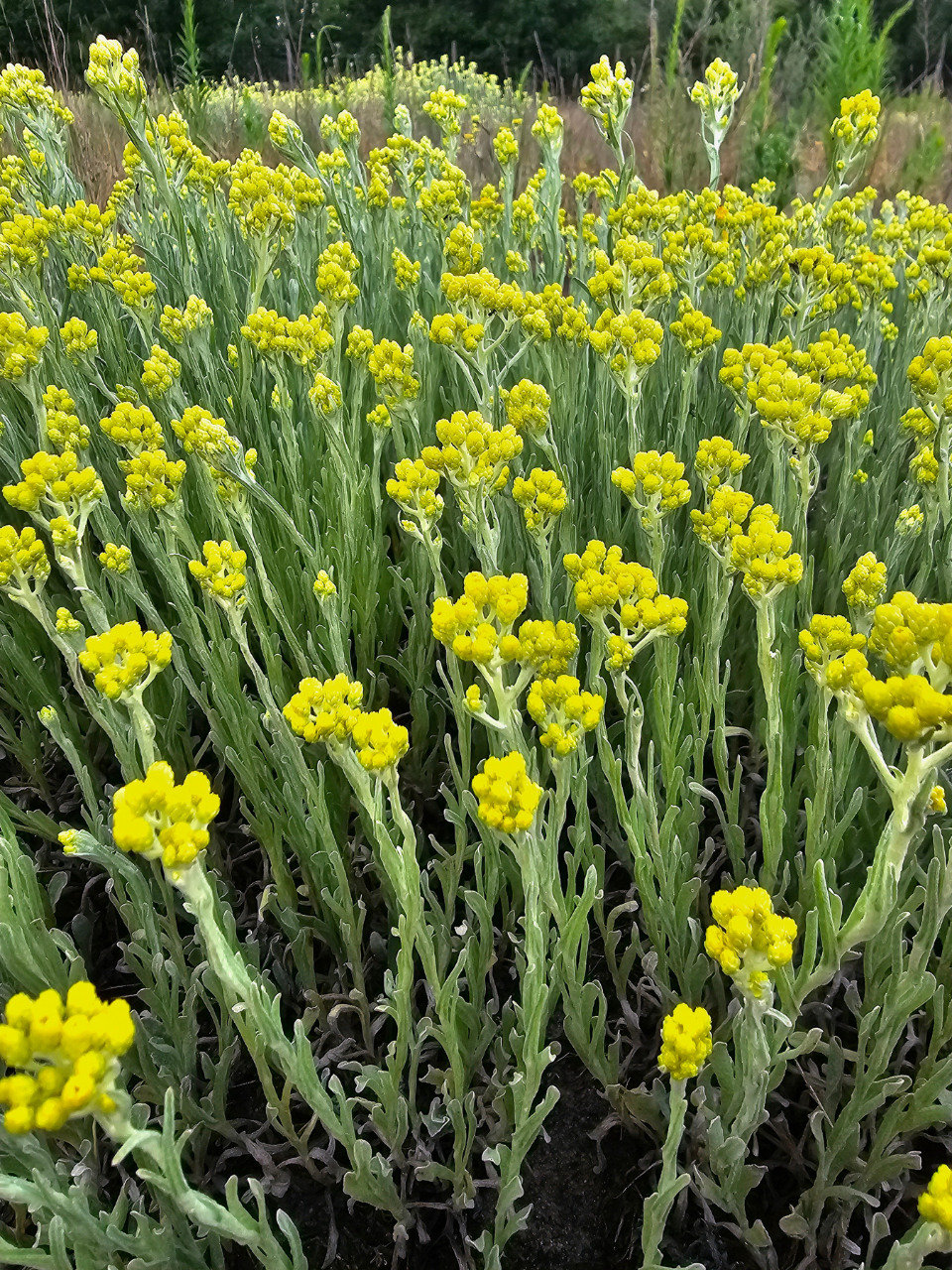 Ziele kocanki piaskowej dla królika (Helichrysum arenarium) – charakterystyka żywieniowa