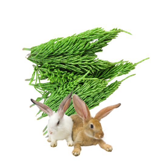 Czy króliki mogą jeść skrzyp?